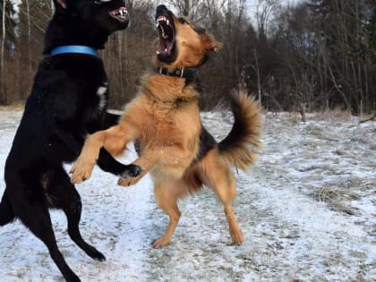 Стая бездомных собак напала на 13-летнюю россиянку