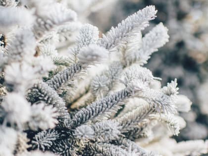 До -8 градусов. Какая погода будет в Алтайском крае в Рождество