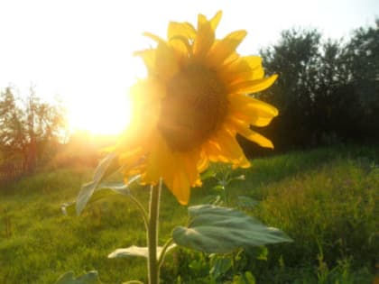 Синоптики рассказали, каким будет июль в России