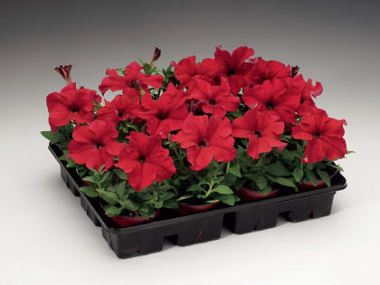 В Рубцовске началась подготовка к высадке цветов