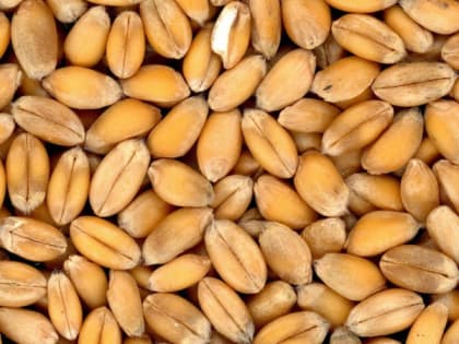 В Бийске появится элеватор для зерновых культур за 5 млрд рублей