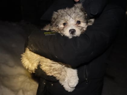 Барнаульцы из-под завалов снесенного дома спасли троих щенков