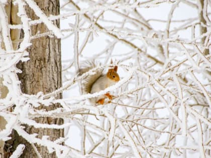 Снег и потепление до -1 градуса пришло в Алтайский край 13 февраля