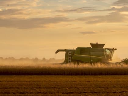 Названы алтайские районы, лидирующие по сбору зерна в этом году