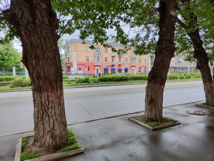 На территории Октябрьского района ведутся работы по мониторингу зеленых насаждений