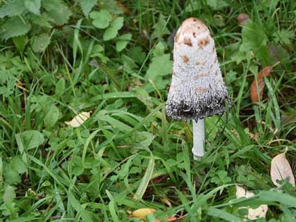 До +28: о погоде в Алтайском крае 22 сентября