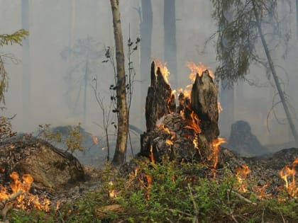 Пожар в Угловском районе Алтайского края тушат при участии вертолета «Робинсон»