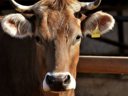 Алтайским рынкам запретили продавать мясо забитого на подворьях скота