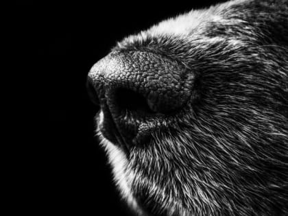 Домашний пес набросился на малолетнего ребенка в Барнауле