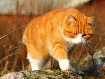 Приметы на 17 апреля: сбудутся ли приснившиеся сны