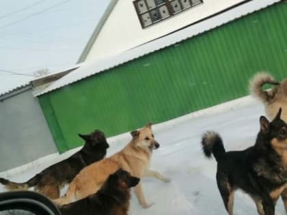 В Алейске поймали стаю бродячих собак после нападения на детей