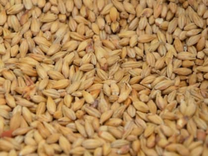 Алтайский край может стать лидером среди регионов по экспорту зерна в Китай