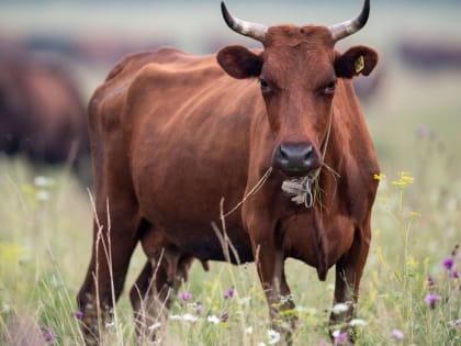 Мастит- воспаление участка молочной железы КРС