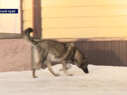 В Алтайском крае становится всё больше агрессивных бродячих собак