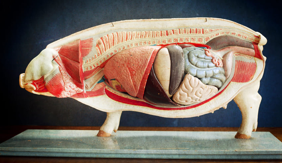 Museu de Anatomia Veterinária