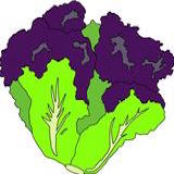 Lettuce Eat LLC Logo