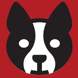 Austin Terrier