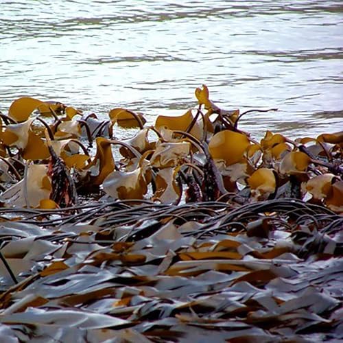 Vue 6 de Kombu Bio Nutritif et Durable