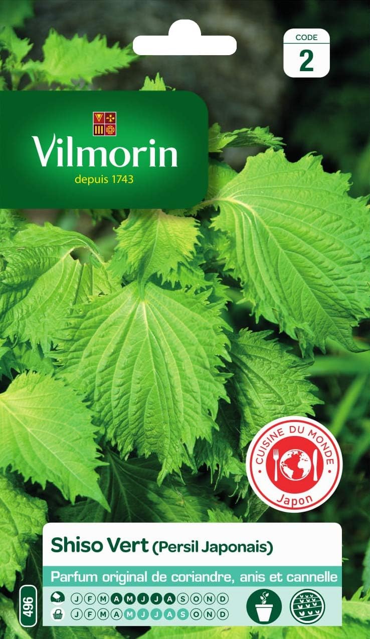 Vilmorin shiso vert plante
