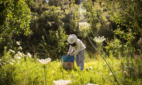 Inspire others with your own climate change action stories. Image shows a beekeeper in a sunny wildflower meadow in summer