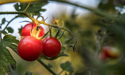 Climate change action - gardening and protecting nature. Image shows three red tomatoes growing on vine outdoors. The background is mainly green and out of focus