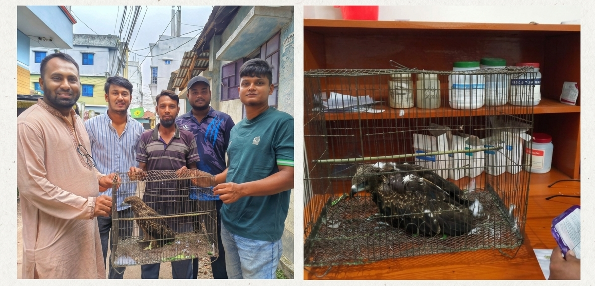 সৈয়দপুরে অসুস্থ চিল উদ্ধার, চিকিৎসা শেষে ফিরবে প্রকৃতির কোলে