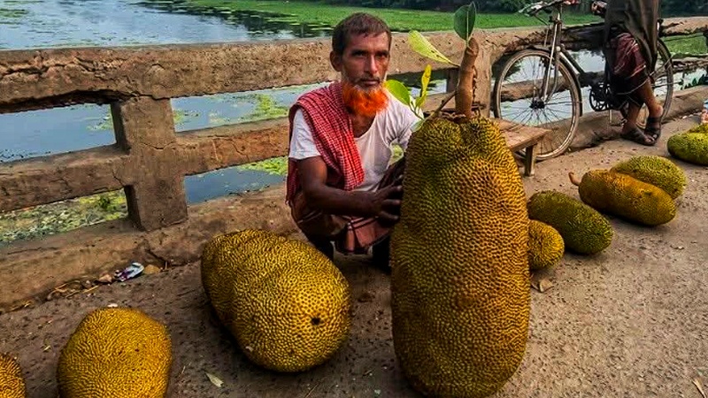 ৪১ কেজির কাঁঠাল, দাম ১ হাজার ২০০ টাকা