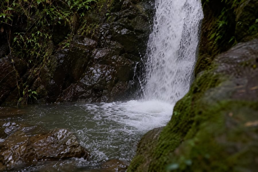 Naturaleza viva