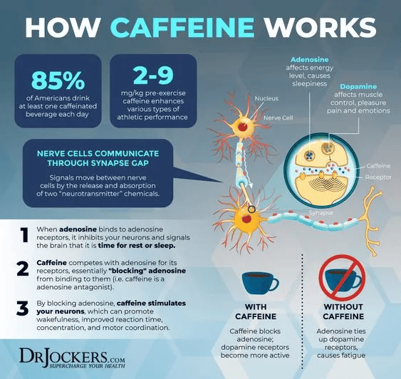 how caffein works