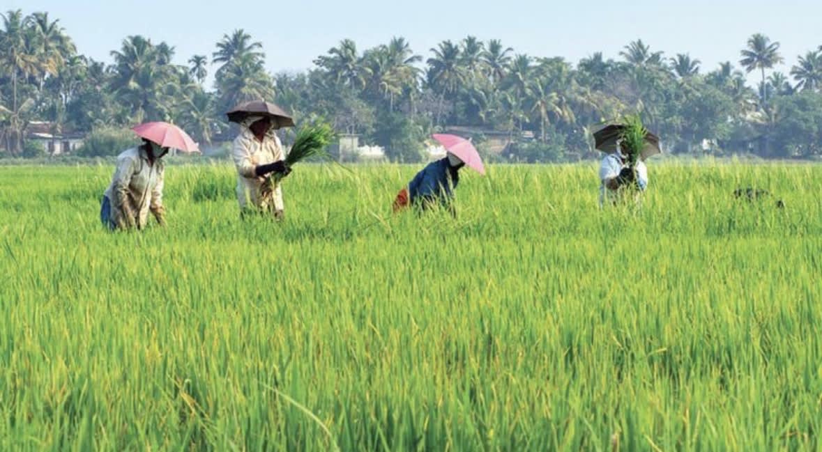 ആലപ്പുഴയ്ക്ക് 300 ടണ്‍ സര്‍ട്ടിഫൈഡ് നെല്‍വിത്ത് ലഭ്യമാക്കി