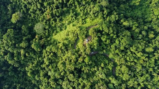 ഗ്രേറ്റ് നിക്കോബാർ മെഗാ പദ്ധതി: 64 മീറ്റർ വരെ ഉയരമുള്ള വൻമരങ്ങൾ വെട്ടിനശിപ്പിക്കപ്പെടാൻ സാധ്യത