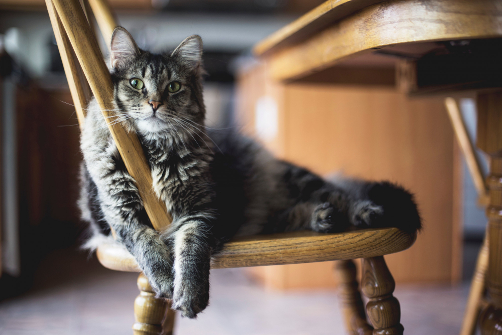 Chat à poils longs sur une chaise de cuisine