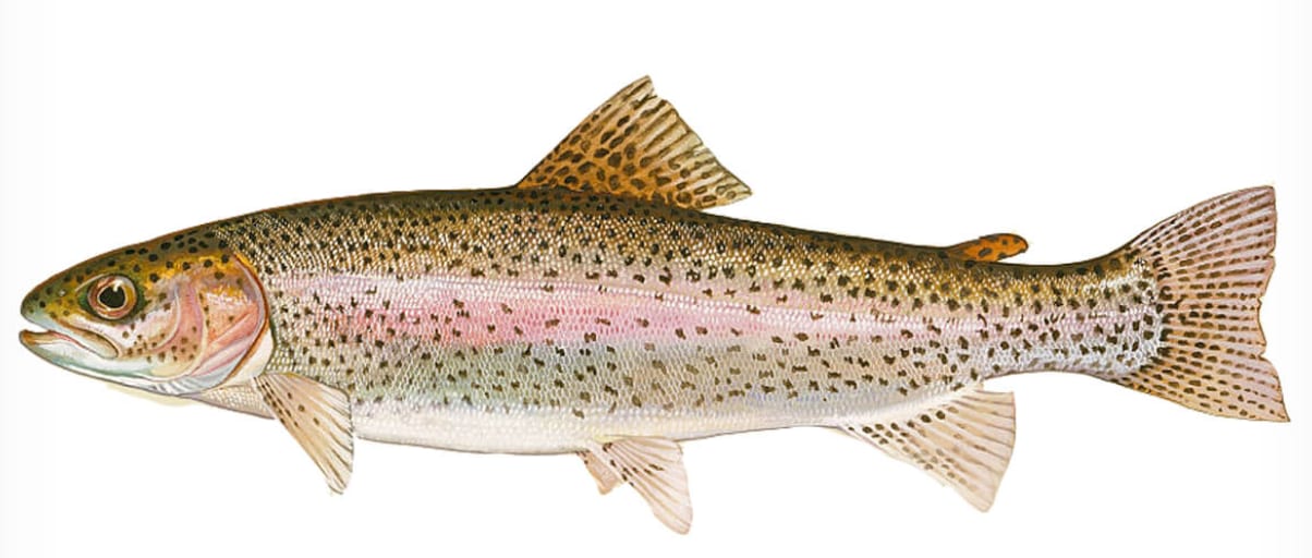 furaje-granule-pastrav