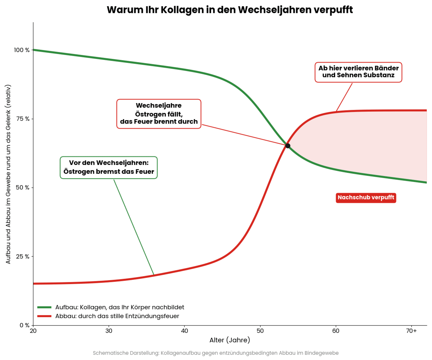 Kollagenaufbau gegen entzündungsbedingten Abbau, in den Wechseljahren kippt das Verhältnis