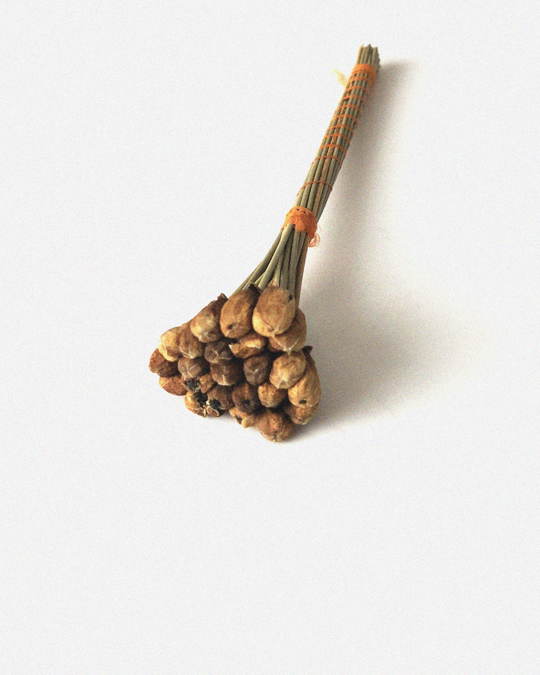 Visuel de Inès/Hosni