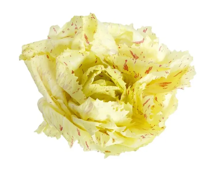 Lettuce Radicchio Yellow Variegato Cat.1, ITALY 