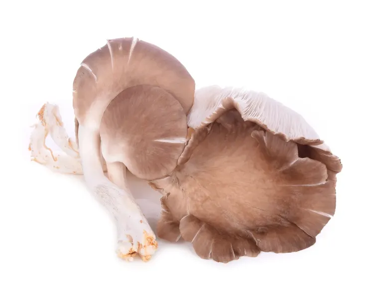 Mushrooms Oyster Cat.1, POLAND 