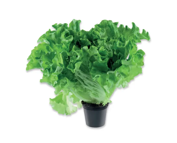 Салат в горшке 1.сорт,Эстония