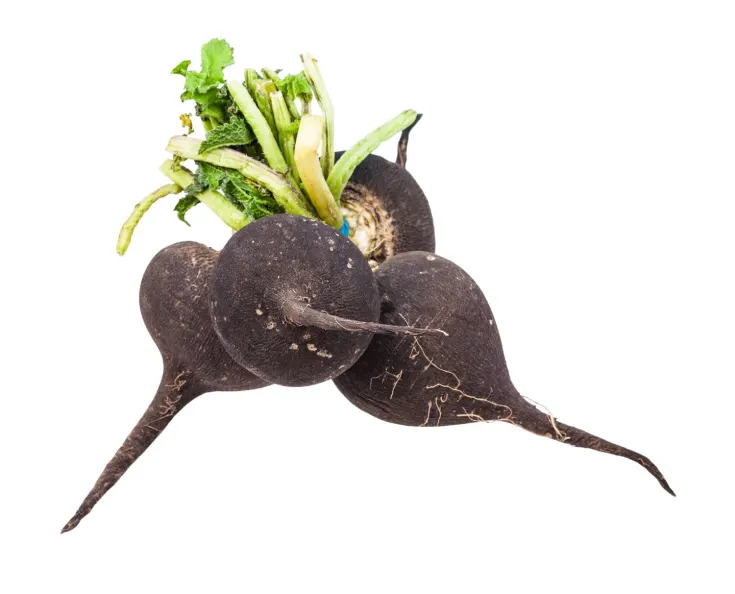 Radish black Cat.2, LATVIA 