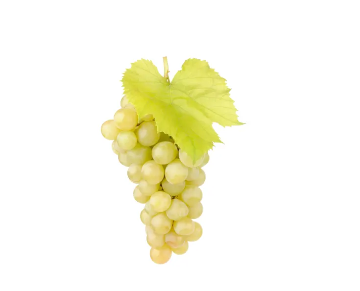 Vīnogas gaišas bez kauliņiem Sultanas 1.šķira, Turcija 