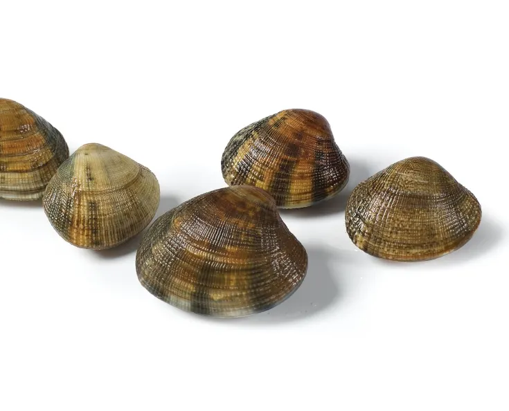 Мидии Vongole замороженные 1кг,Нидерланды