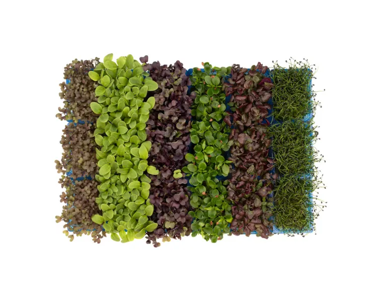 Cress Sakura Mix 18cal, Cat.1, LATVIA 