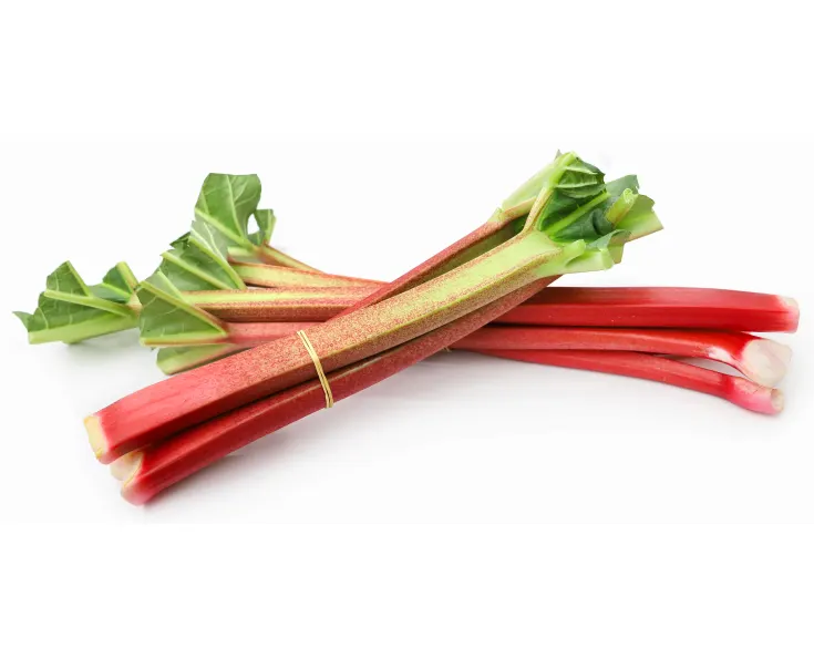 Rhubarb, 1.class, NETHERLANDS 