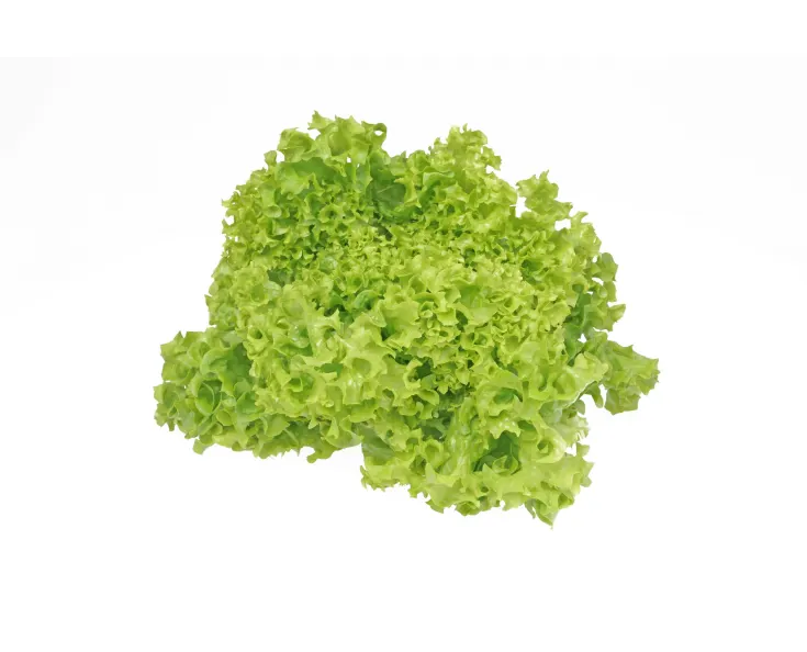 Салат Lollo Biondo 1.сорт,Польша