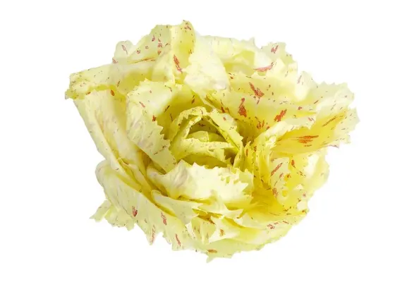 Lettuce Radicchio Yellow Variegato Cat.1, ITALY 