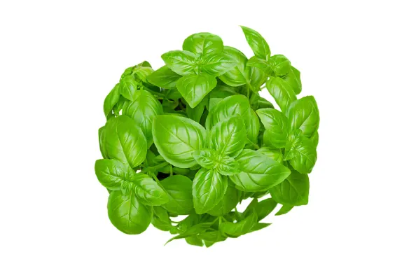 Basil Cat.1, LATVIA 