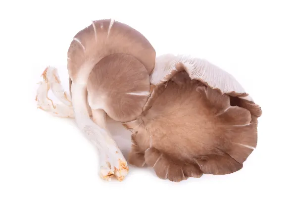 Грибы Вешенки 1.сорт,Литва