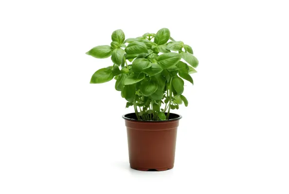 Basil pots (green) Cat.1, LATVIA 