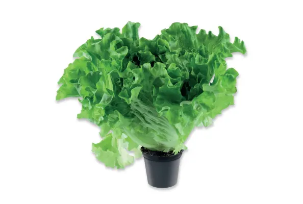 Салат в горшке 1.сорт,Эстония