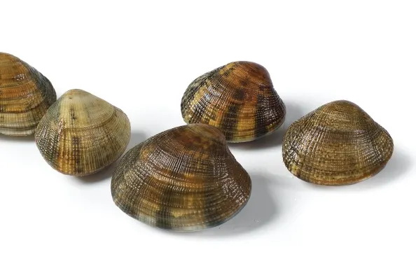 Мидии Vongole замороженные 1кг,Нидерланды